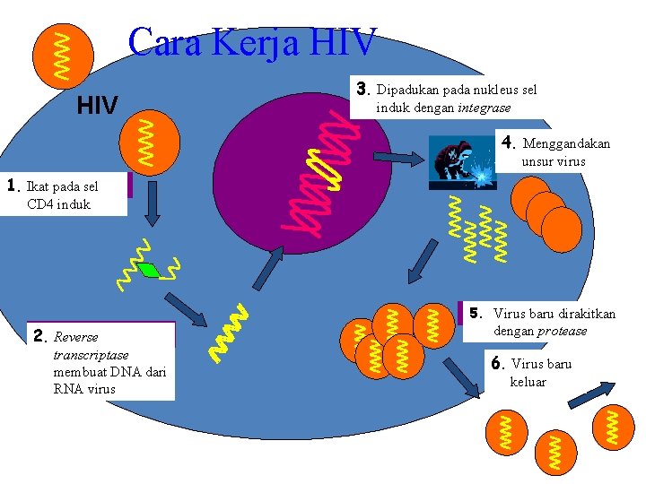 Cara Kerja HIV 3. Dipadukan pada nukleus sel 3. induk dengan integrase 4. 4.