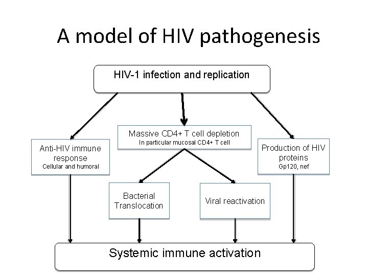 A model of HIV pathogenesis HIV-1 infection and replication Main target CCR 5+ activated