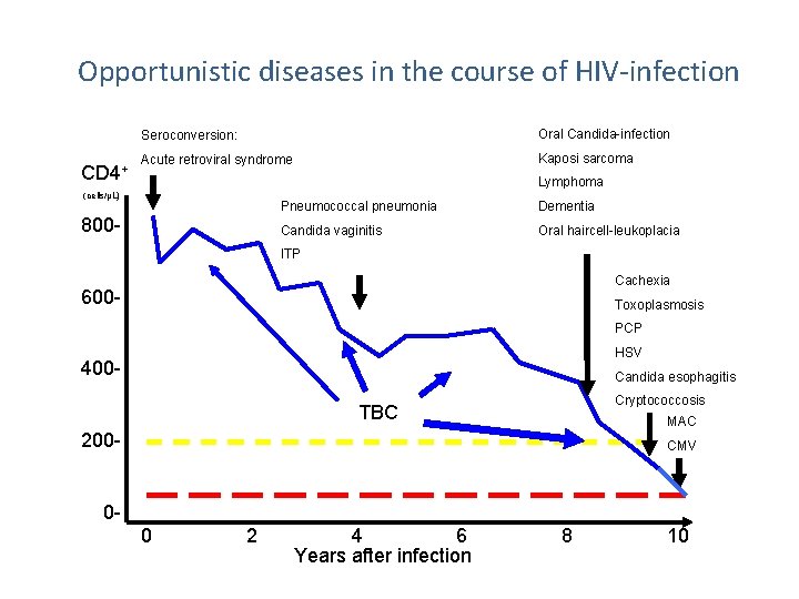 Opportunistic diseases in the course of HIV-infection CD 4+ (cells/µL) 800 - Seroconversion: Oral