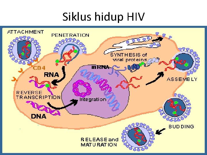 Siklus hidup HIV 