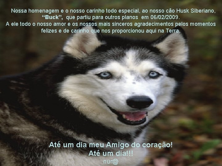  Nossa homenagem e o nosso carinho todo especial, ao nosso cão Husk Siberiano,