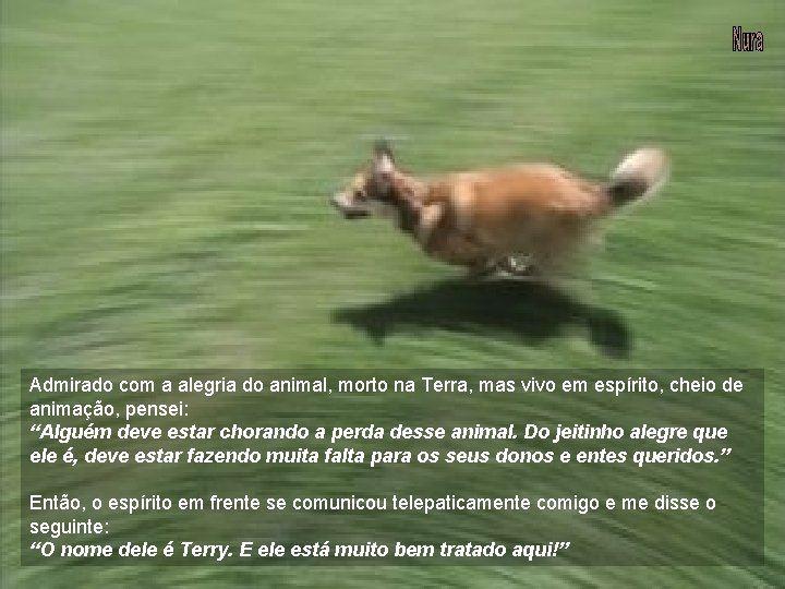 Admirado com a alegria do animal, morto na Terra, mas vivo em espírito, cheio