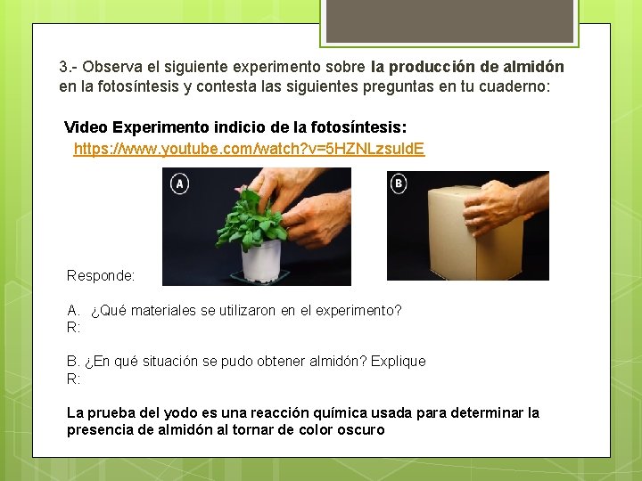 3. - Observa el siguiente experimento sobre la producción de almidón en la fotosíntesis