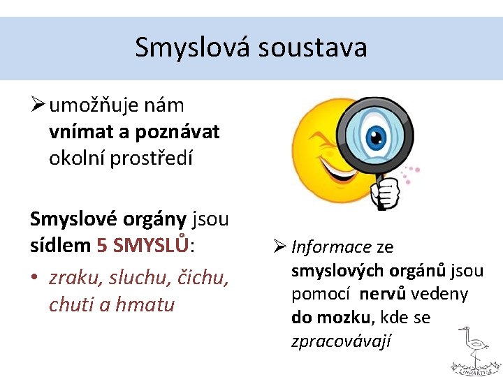 Smyslová soustava Ø umožňuje nám vnímat a poznávat okolní prostředí Smyslové orgány jsou sídlem