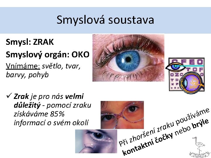 Smyslová soustava Smysl: ZRAK Smyslový orgán: OKO Vnímáme: světlo, tvar, barvy, pohyb ü Zrak