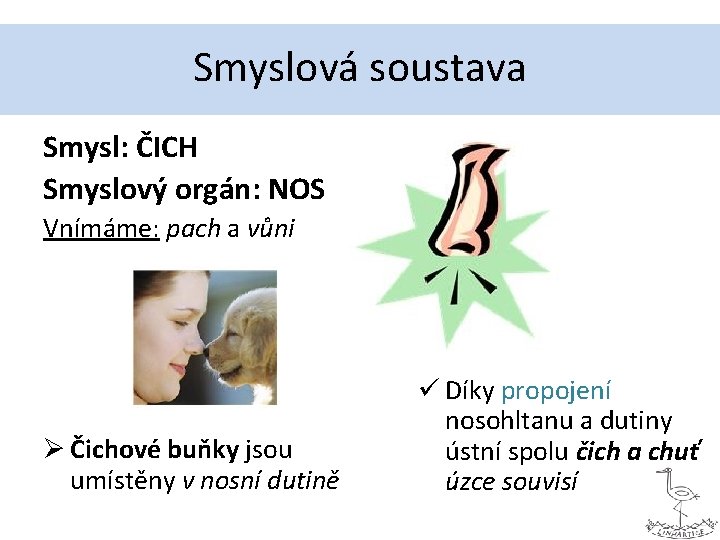 Smyslová soustava Smysl: ČICH Smyslový orgán: NOS Vnímáme: pach a vůni Ø Čichové buňky