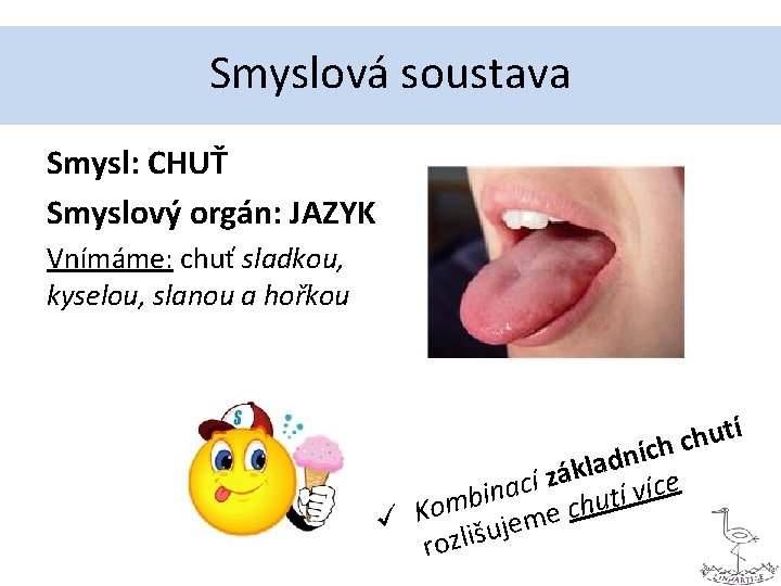 Smyslová soustava Smysl: CHUŤ Smyslový orgán: JAZYK Vnímáme: chuť sladkou, kyselou, slanou a hořkou