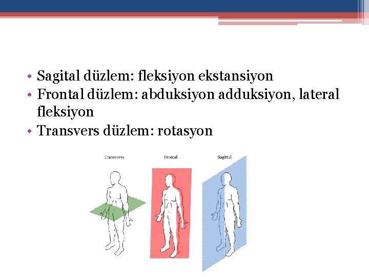  • Sagital düzlem: fleksiyon ekstansiyon • Frontal düzlem: abduksiyon adduksiyon, lateral fleksiyon •