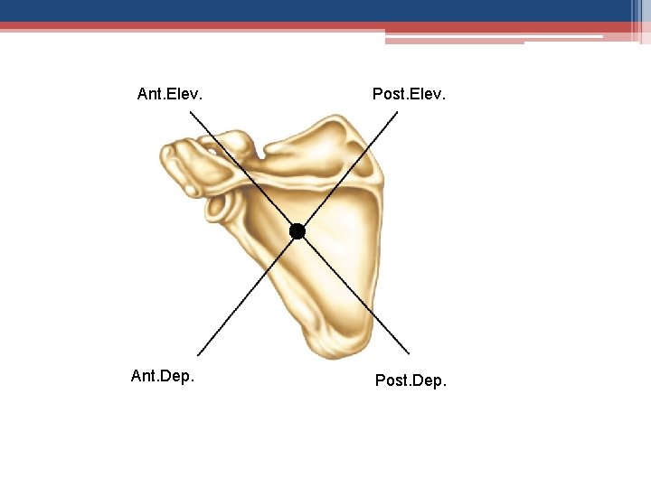 Ant. Elev. Ant. Dep. Post. Elev. Post. Dep. 