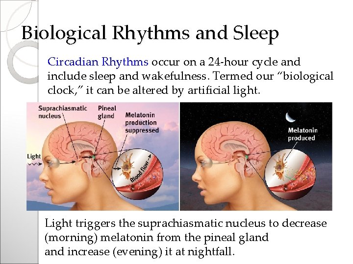 Biological Rhythms and Sleep Circadian Rhythms occur on a 24 -hour cycle and include