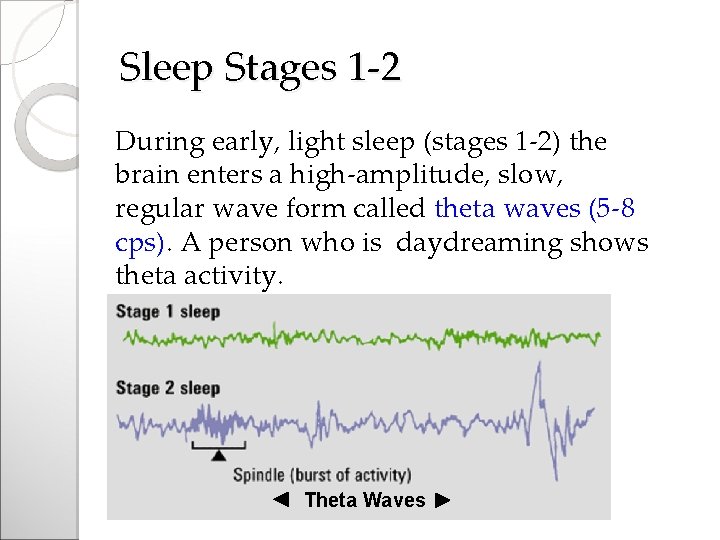 Sleep Stages 1 -2 During early, light sleep (stages 1 -2) the brain enters