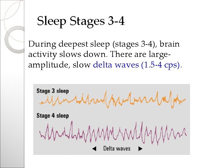 Sleep Stages 3 -4 During deepest sleep (stages 3 -4), brain activity slows down.