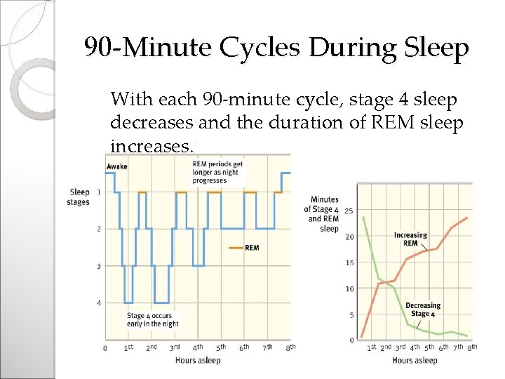 90 -Minute Cycles During Sleep With each 90 -minute cycle, stage 4 sleep decreases