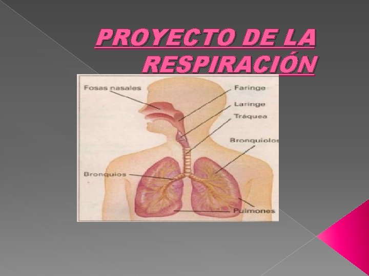 PROYECTO DE LA RESPIRACIÓN 