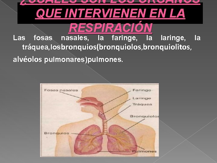 ¿CUÁLES SON LOS ÓRGANOS QUE INTERVIENEN EN LA RESPIRACIÓN Las fosas nasales, la faringe,