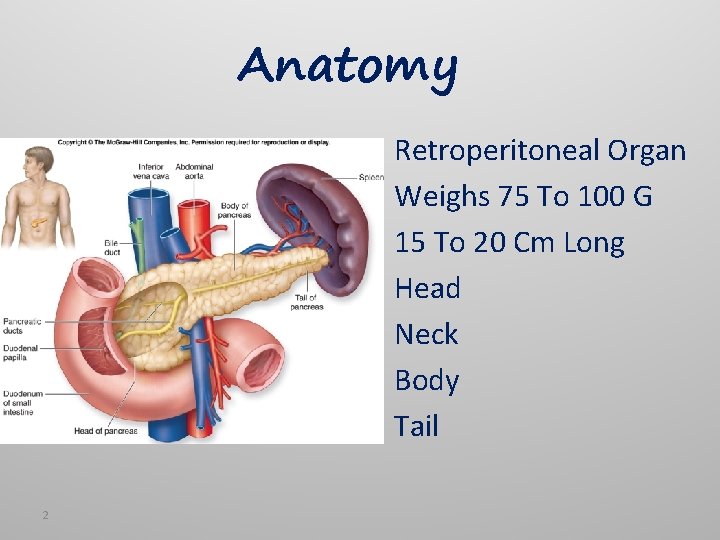 Anatomy Retroperitoneal Organ Weighs 75 To 100 G 15 To 20 Cm Long Head