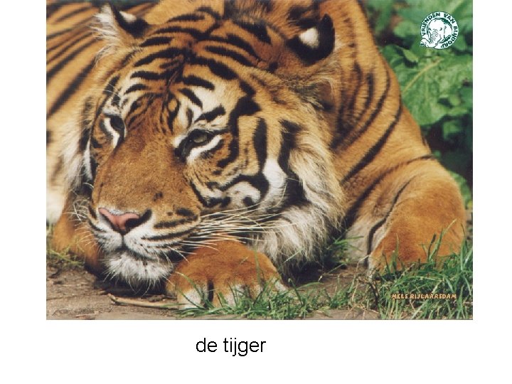 de tijger 