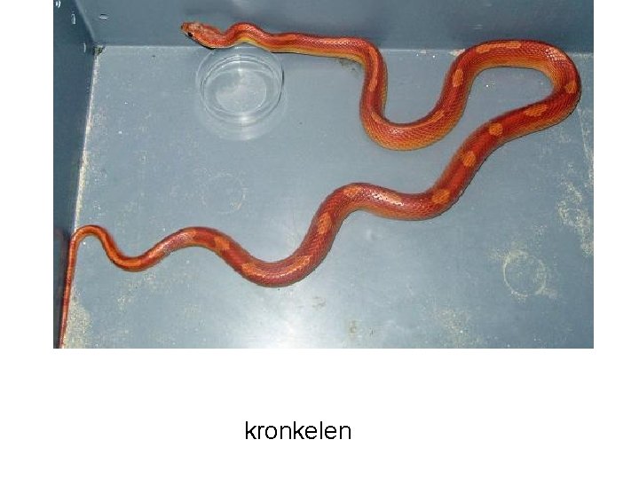 kronkelen 