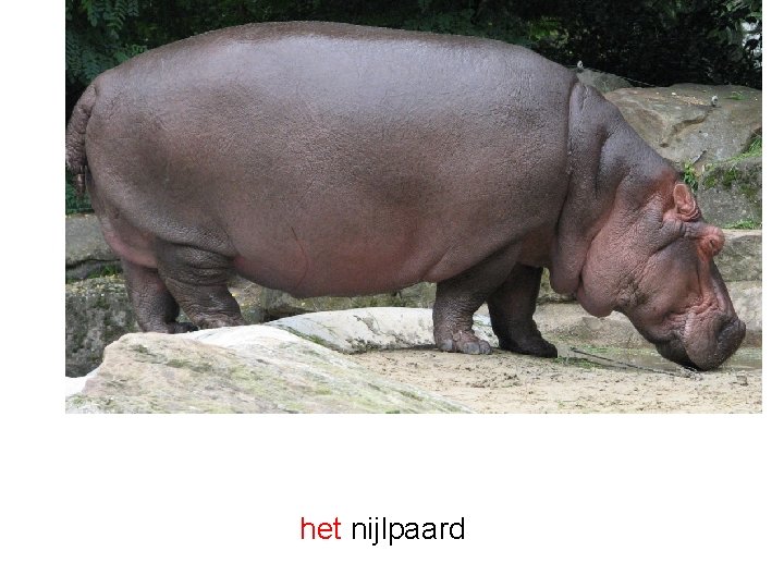 het nijlpaard 