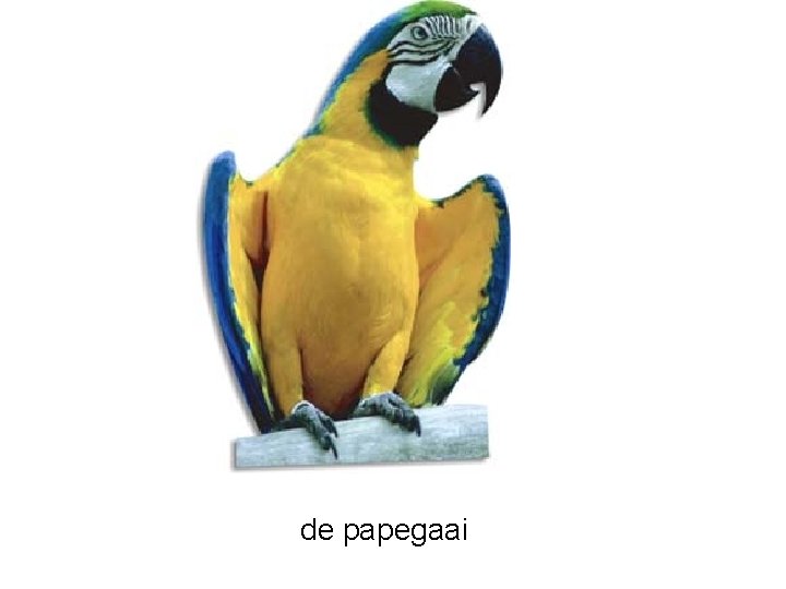 de papegaai 