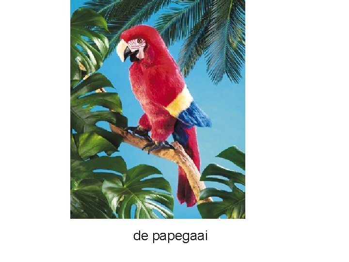 de papegaai 