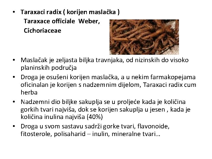  • Taraxaci radix ( korijen maslačka ) Taraxace officiale Weber, Cichoriaceae • Maslačak