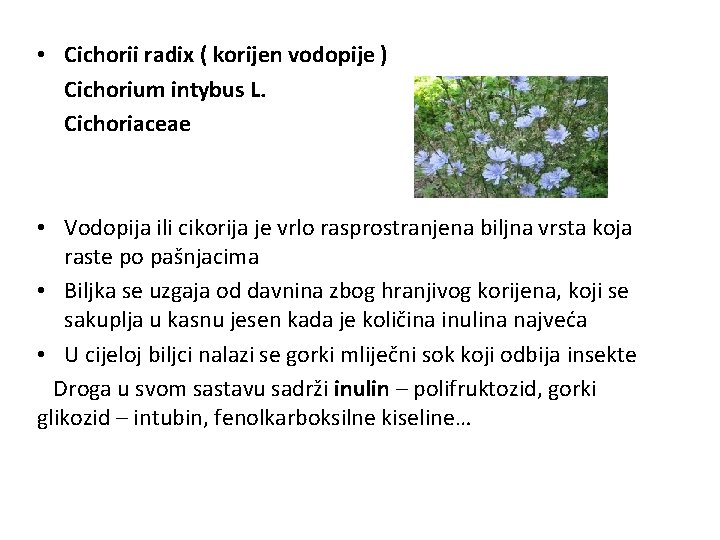  • Cichorii radix ( korijen vodopije ) Cichorium intybus L. Cichoriaceae • Vodopija
