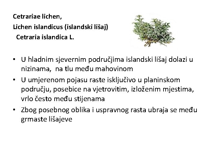 Cetrariae lichen, Lichen islandicus (islandski lišaj) Cetraria islandica L. • U hladnim sjevernim područjima