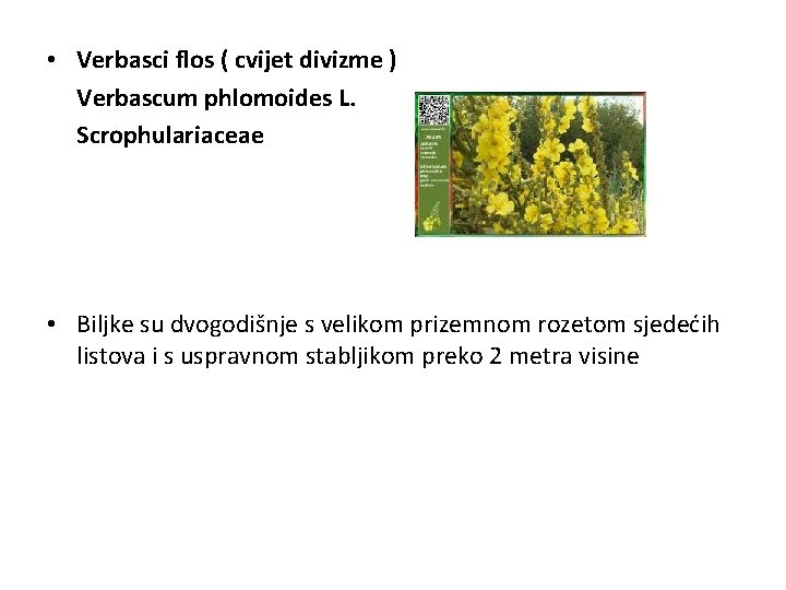  • Verbasci flos ( cvijet divizme ) Verbascum phlomoides L. Scrophulariaceae • Biljke