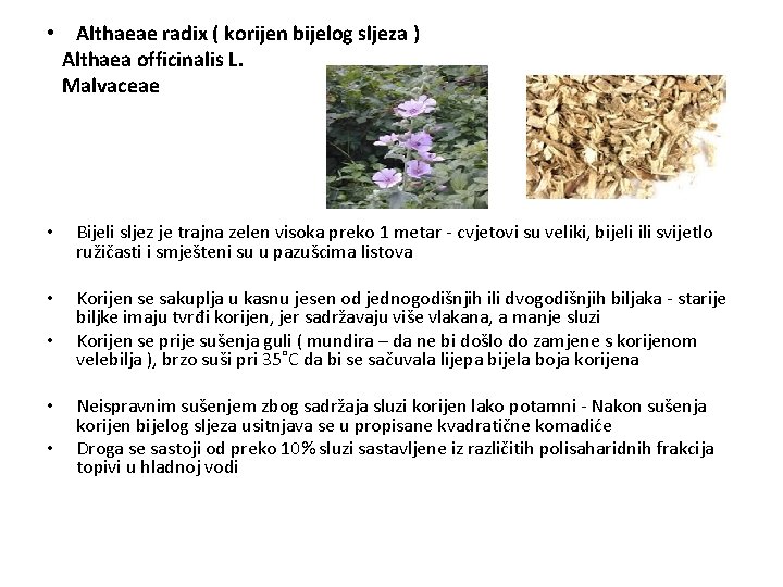  • Althaeae radix ( korijen bijelog sljeza ) Althaea officinalis L. Malvaceae •