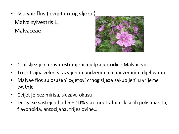  • Malvae flos ( cvijet crnog sljeza ) Malva sylvestris L. Malvaceae •
