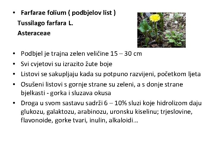  • Farfarae folium ( podbjelov list ) Tussilago farfara L. Asteraceae Podbjel je
