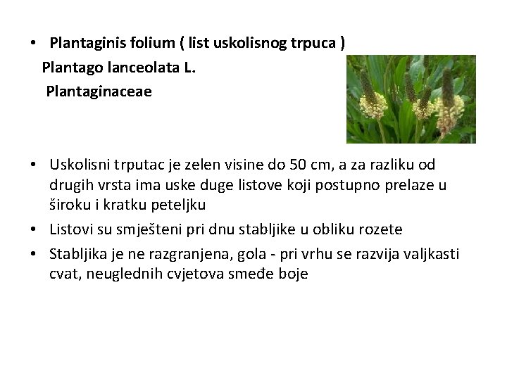  • Plantaginis folium ( list uskolisnog trpuca ) Plantago lanceolata L. Plantaginaceae •
