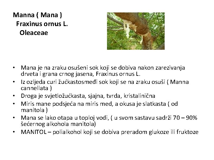 Manna ( Mana ) Fraxinus ornus L. Oleaceae • Mana je na zraku osušeni