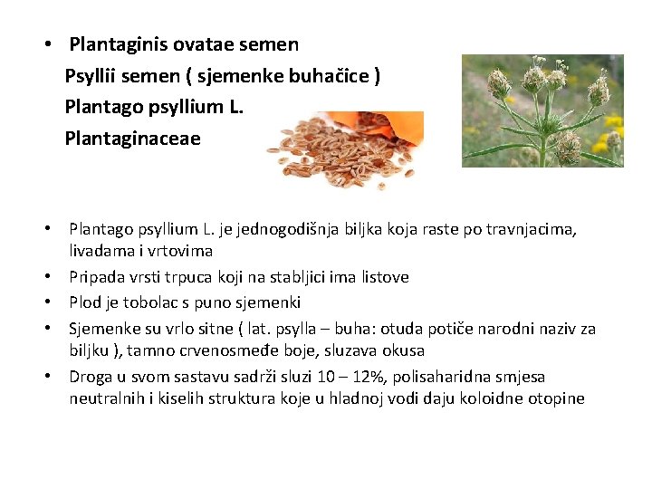  • Plantaginis ovatae semen Psyllii semen ( sjemenke buhačice ) Plantago psyllium L.