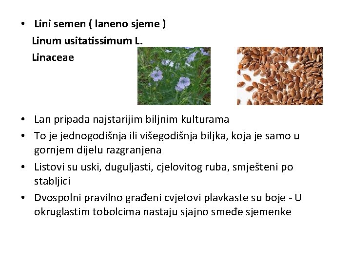  • Lini semen ( laneno sjeme ) Linum usitatissimum L. Linaceae • Lan