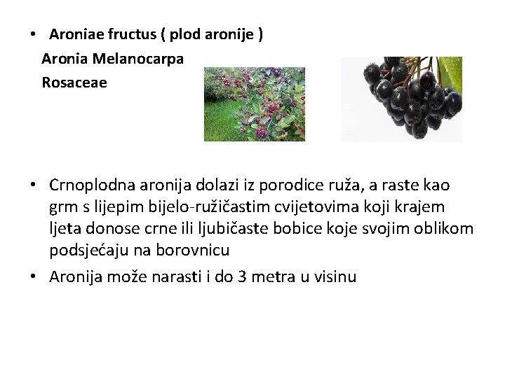  • Aroniae fructus ( plod aronije ) Aronia Melanocarpa Rosaceae • Crnoplodna aronija