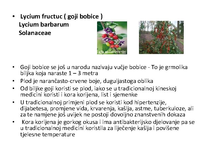  • Lycium fructuc ( goji bobice ) Lycium barbarum Solanaceae • Goji bobice