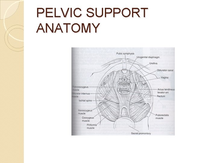 PELVIC SUPPORT ANATOMY 