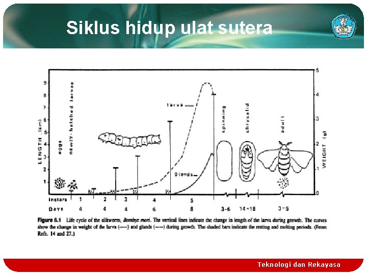 Siklus hidup ulat sutera Teknologi dan Rekayasa 