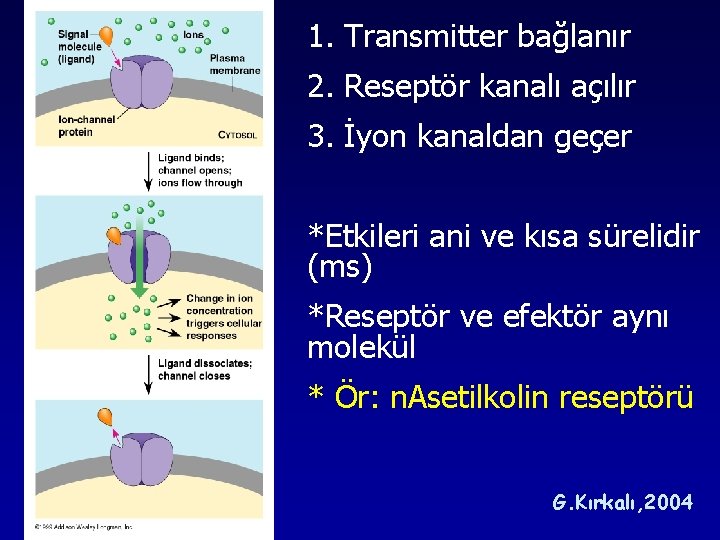 1. Transmitter bağlanır 2. Reseptör kanalı açılır 3. İyon kanaldan geçer *Etkileri ani ve 1. Transmitter bağlanır 2. Reseptör kanalı açılır 3. İyon kanaldan geçer *Etkileri ani ve
