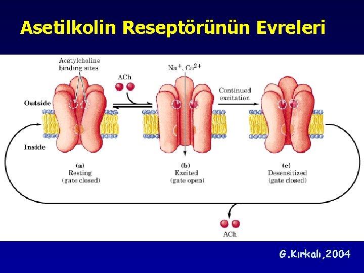 Asetilkolin Reseptörünün Evreleri G. Kırkalı, 2004 Asetilkolin Reseptörünün Evreleri G. Kırkalı, 2004