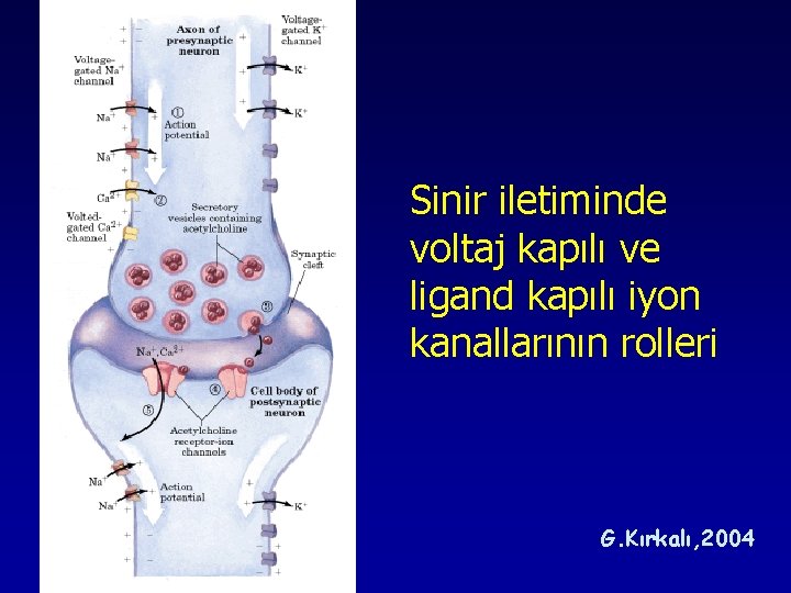 Sinir iletiminde voltaj kapılı ve ligand kapılı iyon kanallarının rolleri G. Kırkalı, 2004 Sinir iletiminde voltaj kapılı ve ligand kapılı iyon kanallarının rolleri G. Kırkalı, 2004
