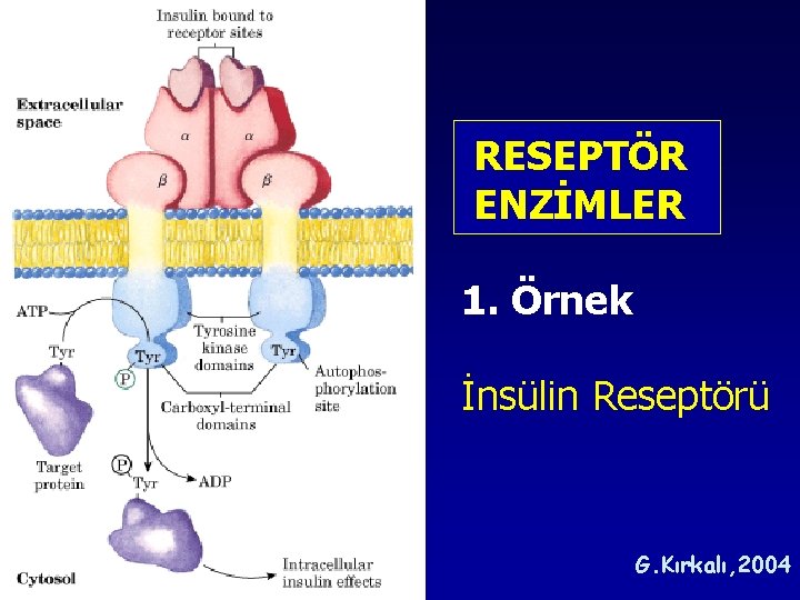 RESEPTÖR ENZİMLER 1. Örnek İnsülin Reseptörü G. Kırkalı, 2004 RESEPTÖR ENZİMLER 1. Örnek İnsülin Reseptörü G. Kırkalı, 2004