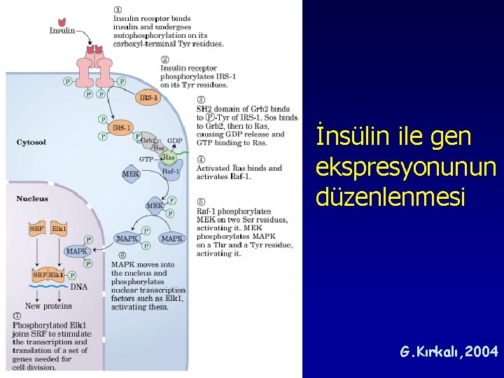 İnsülin ile gen ekspresyonunun düzenlenmesi G. Kırkalı, 2004 İnsülin ile gen ekspresyonunun düzenlenmesi G. Kırkalı, 2004
