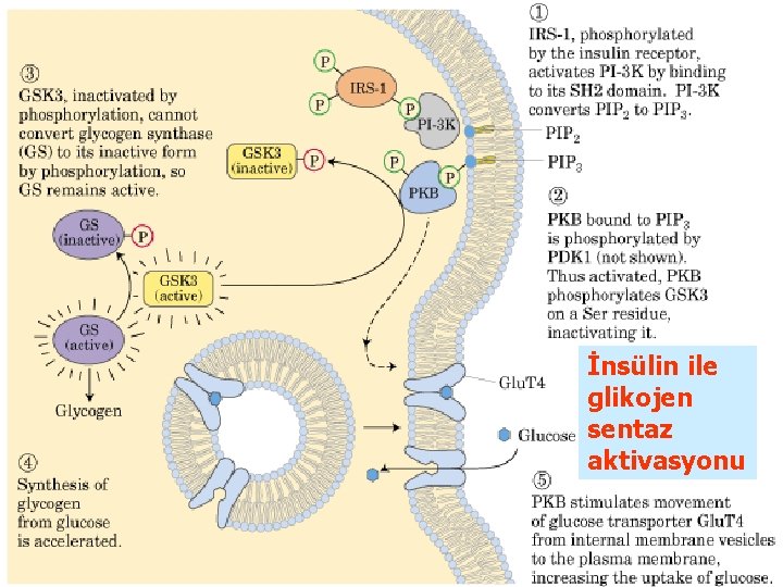 İnsülin ile glikojen sentaz aktivasyonu İnsülin ile glikojen sentaz aktivasyonu