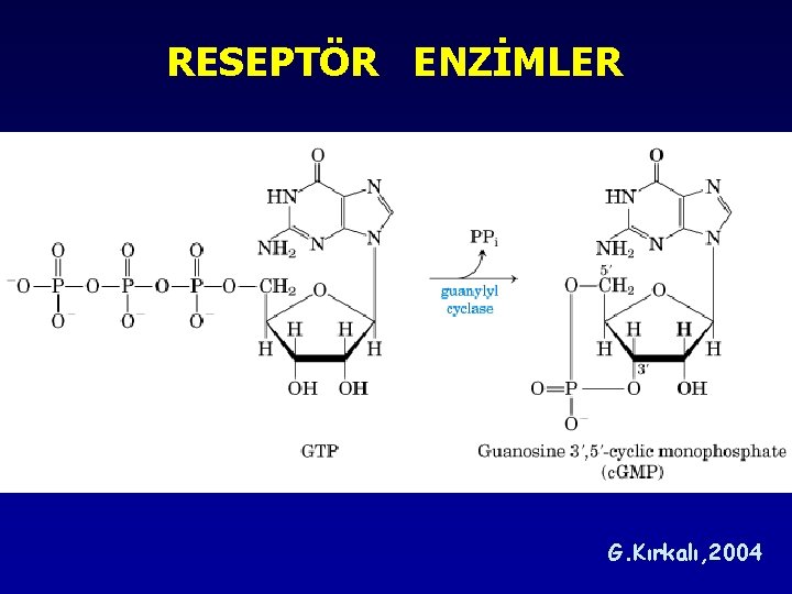 RESEPTÖR ENZİMLER G. Kırkalı, 2004 RESEPTÖR ENZİMLER G. Kırkalı, 2004