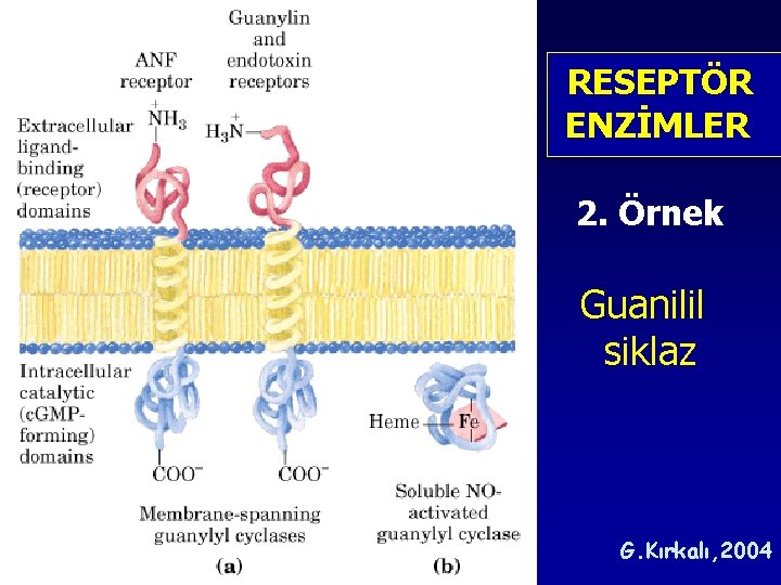 RESEPTÖR ENZİMLER 2. Örnek Guanilil siklaz G. Kırkalı, 2004 RESEPTÖR ENZİMLER 2. Örnek Guanilil siklaz G. Kırkalı, 2004