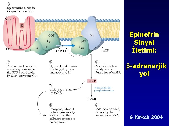 Epinefrin Sinyal İletimi: -adrenerjik yol G. Kırkalı, 2004 Epinefrin Sinyal İletimi: -adrenerjik yol G. Kırkalı, 2004