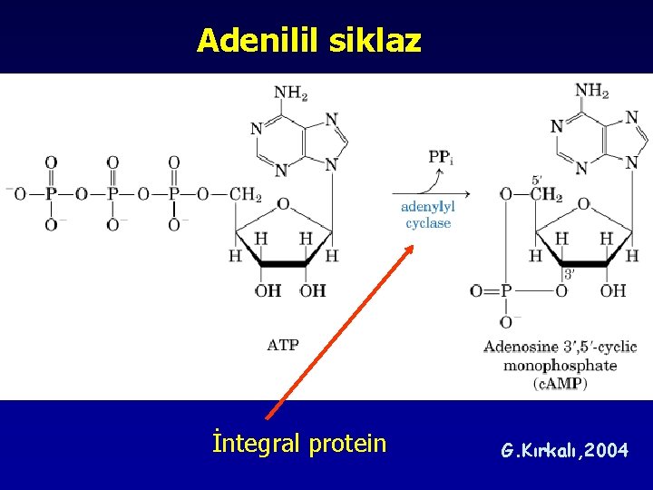 Adenilil siklaz İntegral protein G. Kırkalı, 2004 Adenilil siklaz İntegral protein G. Kırkalı, 2004